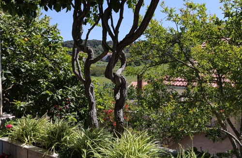 Lumbarda Apartment | Two bedroom apartment with terrace Lumbarda, Korčula (A-4473-a)