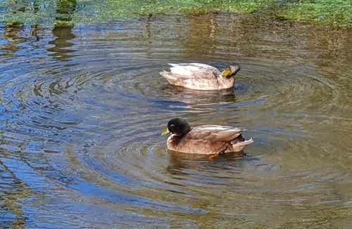 Boncath Cabin | Ty Cnocell