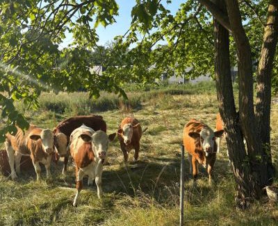 Kalundborg Hotel | Ubberup Konferencegaard