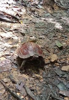 Bukit Lawang Hotel | Umiyuki jungle tour only treking with us