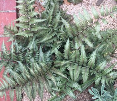 Beaune-la-Rolande House | Un Figuier dans notre Jardin