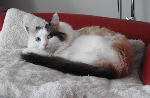 Chambly House | Une belle chambre, lit double.