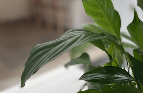 Arundel House | Unique House with Castle Views & Garden