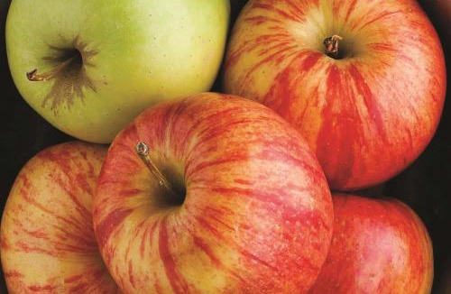 Southwest Berkeley Hotel | University Inn & Suites Berkeley