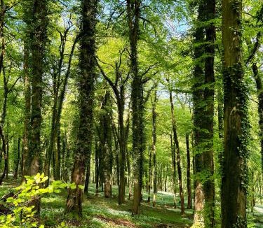 Stroud Apartment | Upper Highview - Self Catering Apartment, fpventures Stroud