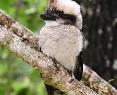 Goonengerry House | Valleydale cottage