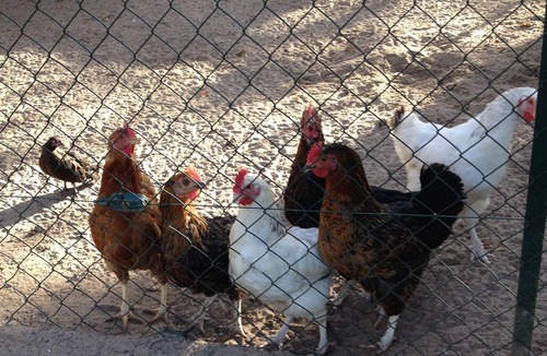 Vierville-sur-Mer House | vaumicel manor house