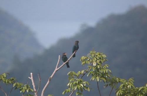 Kuah Bed & Breakfast | Veranda Nautica