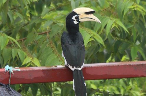 Kuah Bed & Breakfast | Veranda Nautica