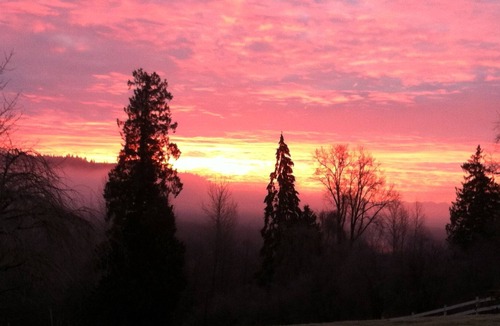 Snohomish Cottage | View cottage perched on 2 country acres/romantic/refreshing/relaxing/private