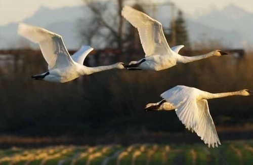 Snohomish Cottage | View cottage perched on 2 country acres/romantic/refreshing/relaxing/private