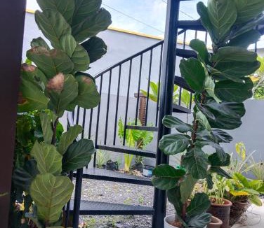 Kuala Teriang House | Villa Adeeva Homestay Langkawi