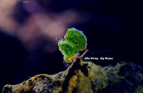 Kubu Hotel | Villa Alba Bali Dive Resort