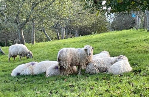 Ahetze Villa | Villa ARGUIBEL