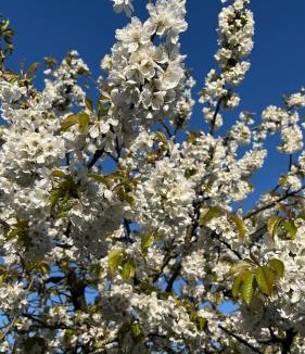 Dives-sur-Mer House | VILLA CATHY