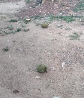 Kampung Paya Rumput House | Villa D Kebun