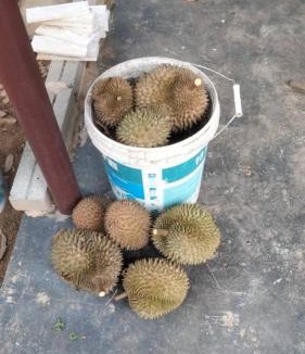 Kampung Paya Rumput House | Villa D Kebun