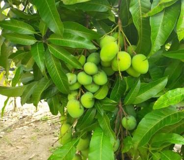 Kampung Paya Rumput House | Villa D Kebun