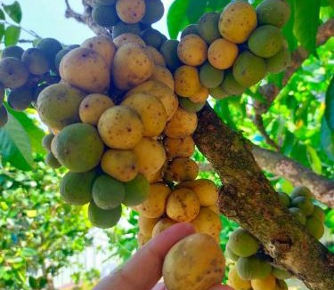 Kampung Paya Rumput House | Villa D Kebun