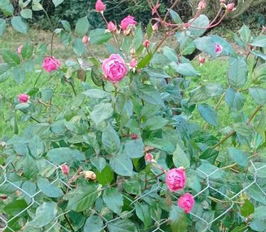 Montauban House | Villa de cammas