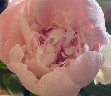 Tourlaville Bed & Breakfast | Villa Fresquet