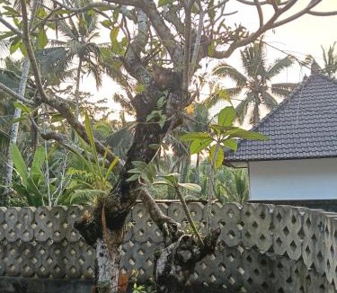 Bongkasa Pertiwi Villa | villa junggle
