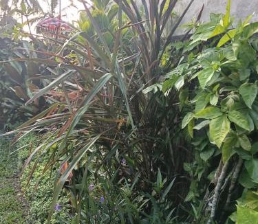 Bongkasa Pertiwi Villa | villa junggle