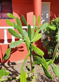 Punta Rucia House | Villa KIKI Ensenada