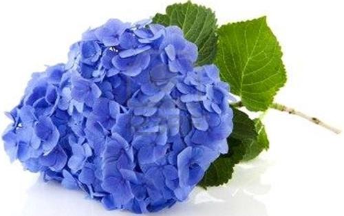 Arcangues Bed & Breakfast | Villa Les Hortensias B&B