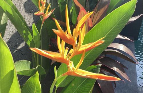 Drupadi Villa | Villa Lima Seminyak