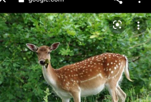 Darnestown Villa | Villa on the Potomac 2BR Villa