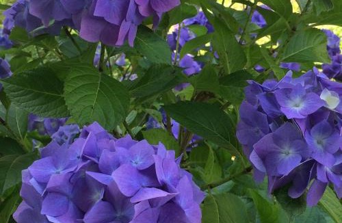 Espelette Bed & Breakfast | VILLA XARAN ERDIAN Chambres d'hôtes