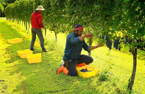 West Cape May Cottage | Vineyard View Cottage 2Bdr