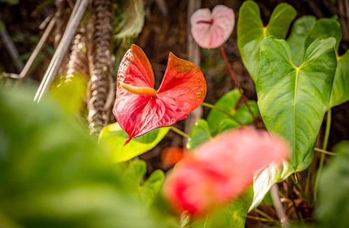 Volcano Cabin | Volcano Inn Bed n Breakfast