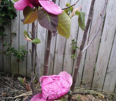 Albany Apartment | W&M Orchid House