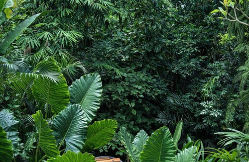 Singapadu Tengah House | Wahem Tebenan - Eco Bamboo home Ubud Bali, River View