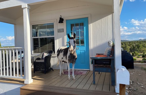 Cerrillos Cottage | Wake Up With Miniature Horses!