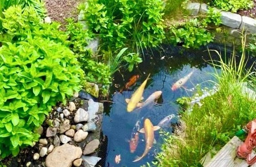 Devon House | Walnut Beach Escape Fenced Oasis Yard