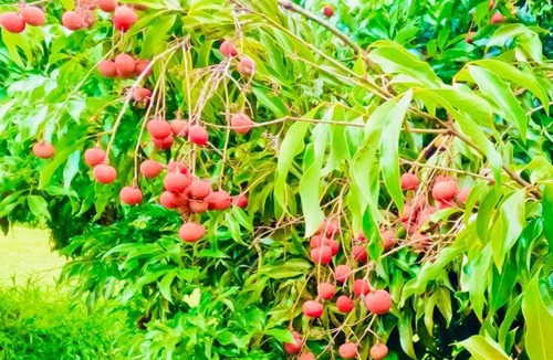 Hakalau House | Waterfall Wellness Haven Sauna, Ice Bath, & More