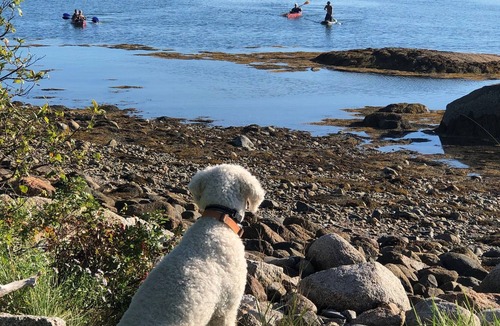 Brooklin Cabin | Waterfront Cottage, Naskeag Point in Brooklin, ME