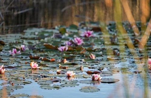 Jan Juc House | Waterline