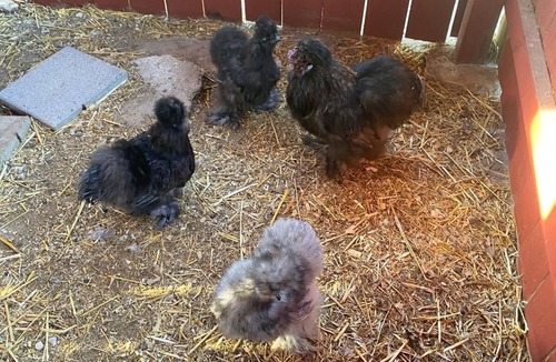 Tynan House | Welcome To Rancho La Valentina,Private Pond, farm animals and Beautiful Cliff!