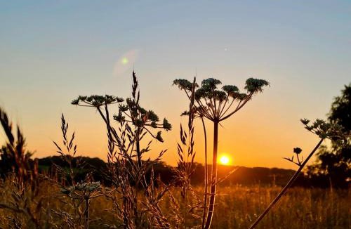Newport House | Wellbank Shepherds Hut