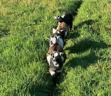 Newcastle-Under-Lyme House | Welldale