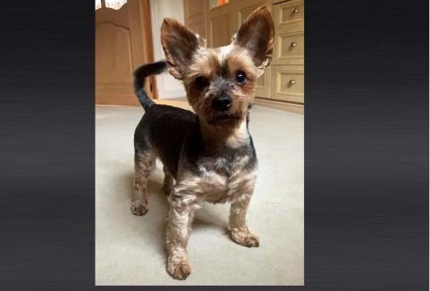 Alexandria Cabin | Westertonhill Lodges - Private Hot Tub Hire Available