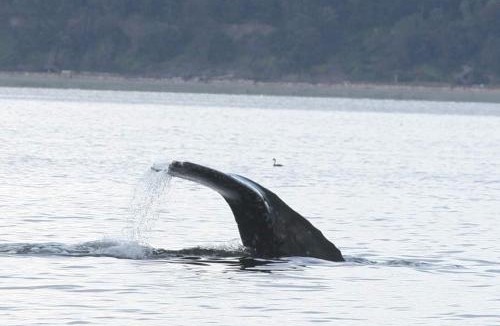 Bells Beach House | Whale Watching & Mtn ViewsHot TubCovered Deck