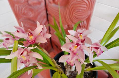 Rotorua Villa | Wharepai