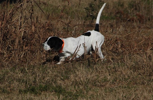 Pelham House | Where Old World Meets Old South