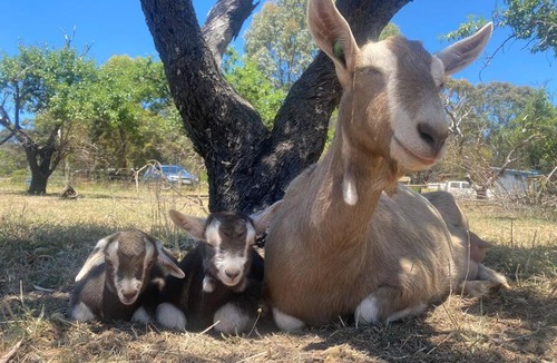 Willunga House | Whimsical Willunga Getaway