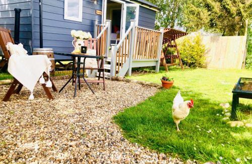 Eye Apartment | Whiskers and Woods Shepherd Hut